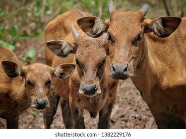 Bali Cattle Known Balinese Cattle Domesticated Stock Photo 1382229176 ...