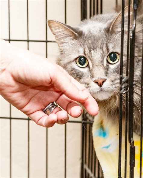 5 Ways To Help Make Shelter Cats More Comfortable And Adoptable - The ...