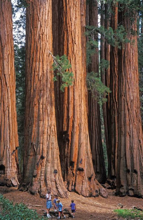 Redwood Trees