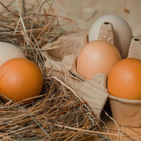 Organic Eggs – Organic & Local Store