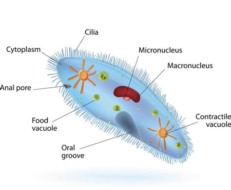 structure  paramecium protists human body projects biology