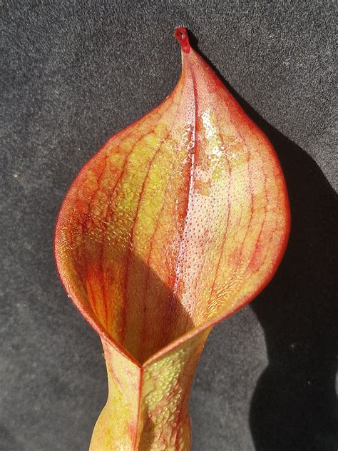 Autumn offer 2024 [genlisea, heliamphora, pinguicula, utricularia