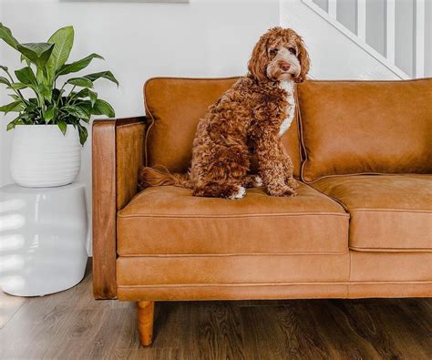 Pet Friendly Sofa Hong Kong at Theresa Meisner blog