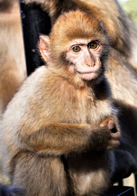 Barbary Macaque Smile