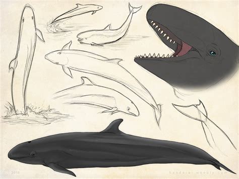 Bottlenose Dolphin Sketch Page by Bandarai on DeviantArt