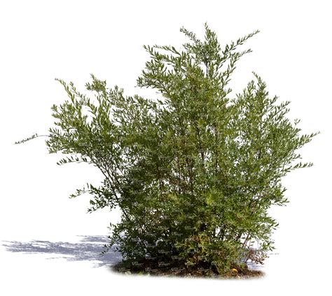 thick bush - VIShopper