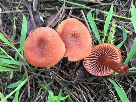 Лаковица (Laccaria) - Picture Mushroom