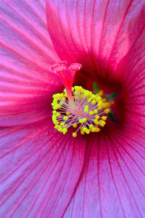 Фото selen de rosa