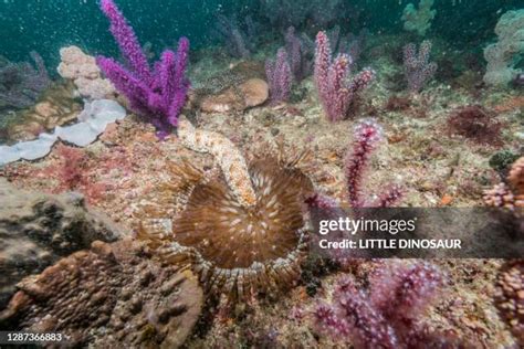 133 Sea Cucumber Phylum Stock Photos, High-Res Pictures, and Images ...