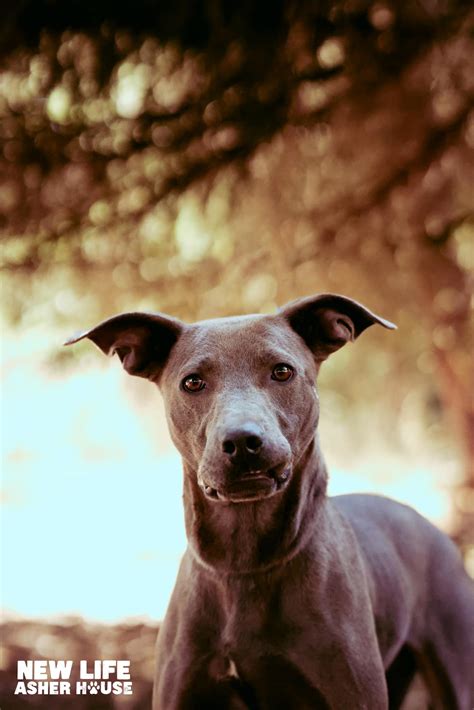 Meet a few of our newest adoptables... - New Life Asher House | Facebook