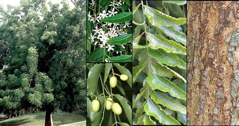 Ficha del árbol del neem o nim (Azadirachta indica)