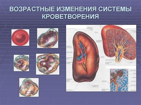 Анатомо-физиологические особенности пожилого человека - online presentation