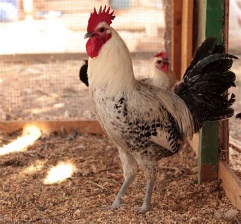 Egyptian Food Heritage: The Ark of Meat
