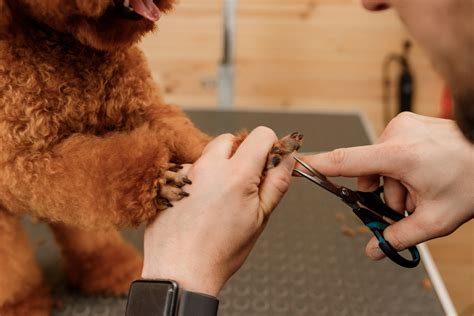 how to cut a dog's black nails 8