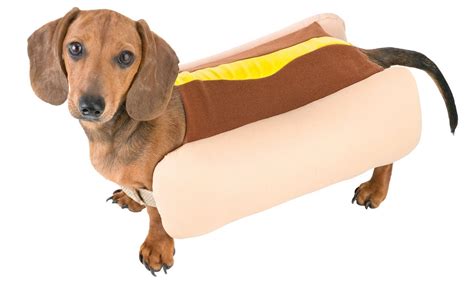 freaky findz hot dog costume  httpsfreakyfindzcomhot dog costume pet halloween