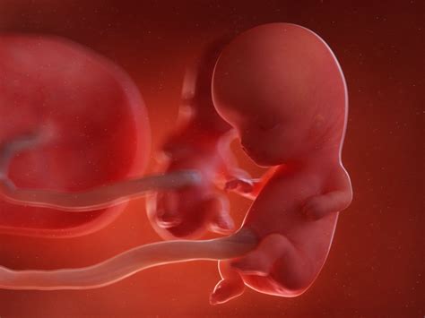 Календарь беременности: эмбрион на 10 неделе беременности | MedAboutMe
