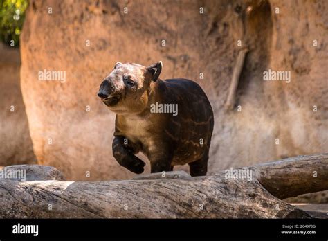 Big tapir hi-res stock photography and images - Alamy