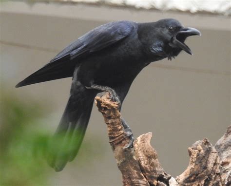 Thick Billed Raven Background Wallpapers 80537 - Baltana