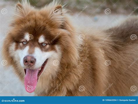 A Copper Brown Alaskan Malamute Half Body Stock Photo - Image of breed ...