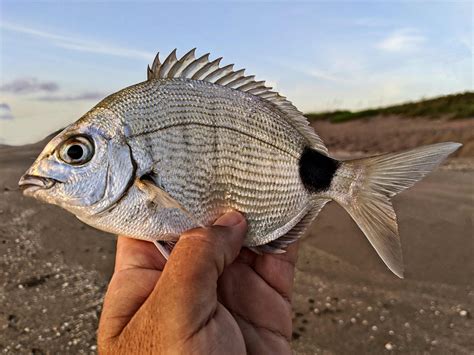 Spottail Pinfish | Mexican Fish.com