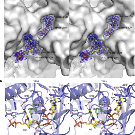 A mechanism for poly-ADP-ribose hydrolysis. (a) A detailed mechanism ...