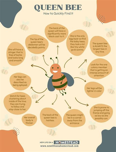how to identify queen bee 9