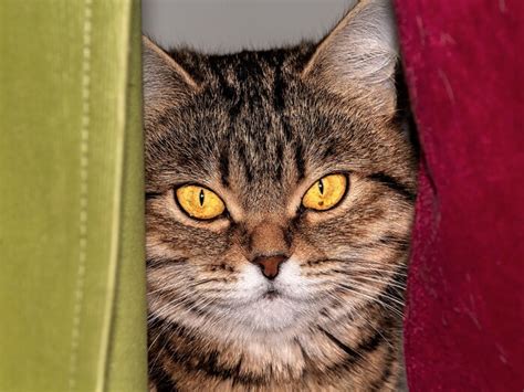 Котопортрет | Пикабу