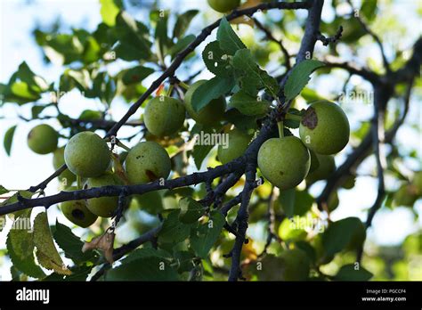 Jackal berry tree hi-res stock photography and images - Alamy