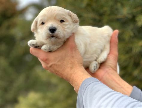 History of the Cobberdog | Highlands Australian Cobberdogs