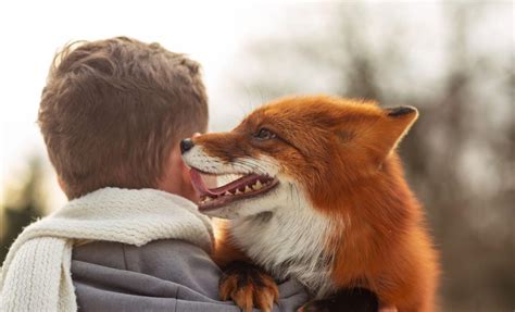 Some foxes can be domesticated, thanks to breeding - Earth.com