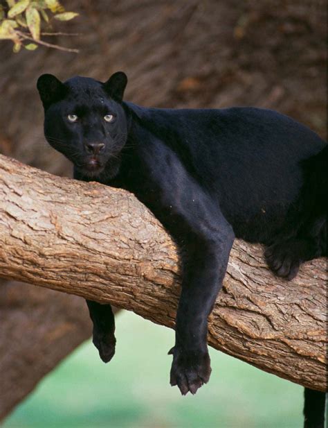 [100+] Black Leopard Wallpapers | Wallpapers.com