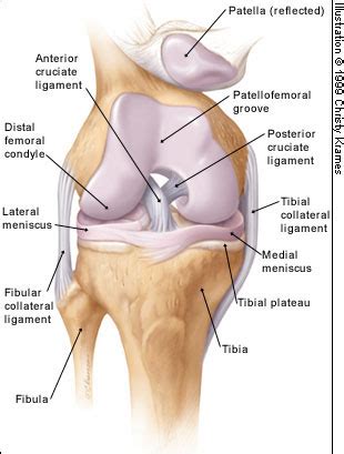 The knee joint effusion slippery bursa knee The meniscus ligament damage Knee effusion knee ...