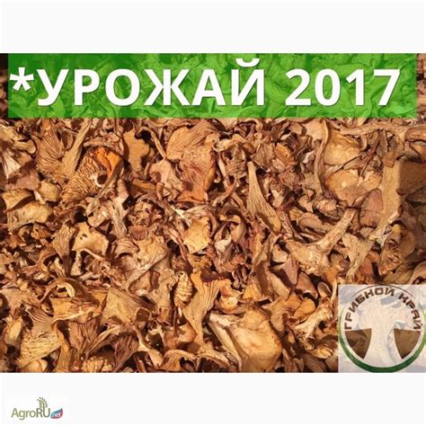 Продам гриб лисичка сушеная, Санкт-Петербург, Лесные грибы — AgroRU.net