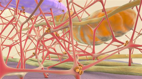 cytoskeleton cell turbosquid