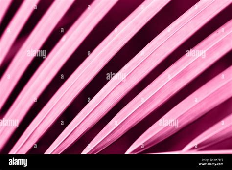 abstract picture - beautiful background of pink palm leaf, wallpaper Stock Photo - Alamy