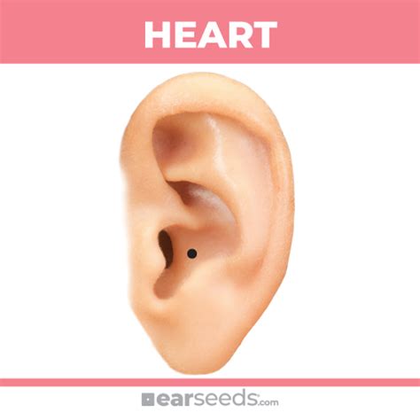 heart image information  video ear seeds retail  wholesale