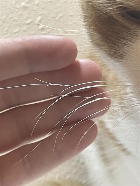 will my cats whiskers grow back after being cut 5