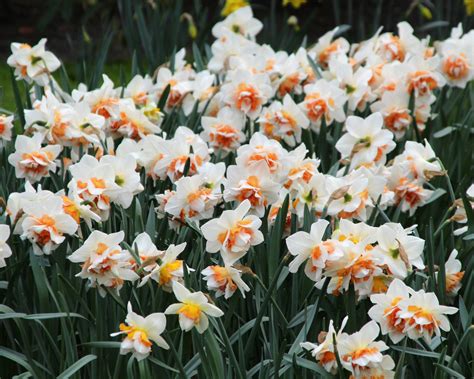 Narcissus 'Replete' bulbs — Buy online at Farmer Gracy UK