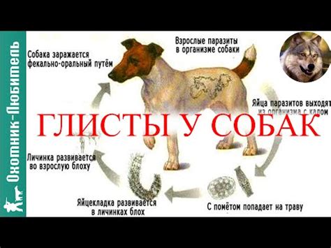 Глисты у собак!КАК лечить - YouTube