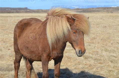 Blonde Mane on a Chestnut Horse 9594811 Stock Photo at Vecteezy