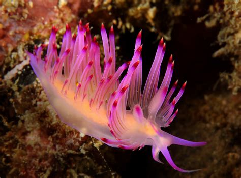 🔥 Nudibranch - Red-Lined Flabellina 🔥 aka Sea Slug, Sea Cucumber : r ...