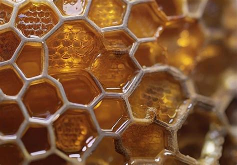 premium photo  unique perspective   honeycomb   delicate