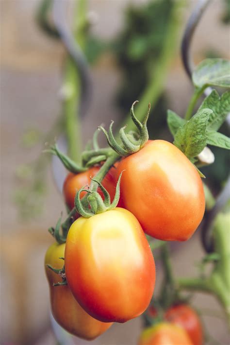 The Best and Worst Carrot Companion Plants — Meadowlark Journal