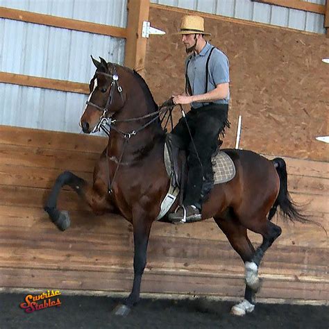 Sunrise Stables, LLC added a new... - Sunrise Stables, LLC