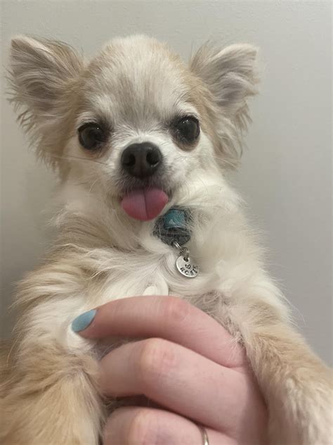 Bedhead blop. : r/blop