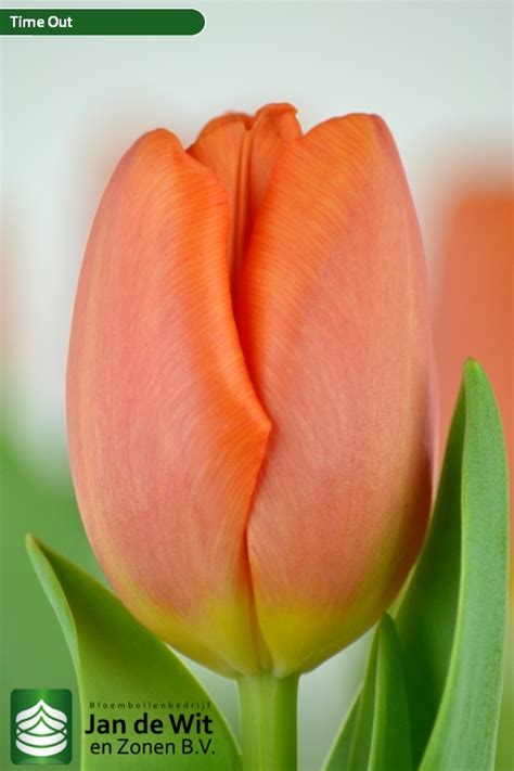 Time Out ® | Tulip | Jan de Wit en Zonen B.V.