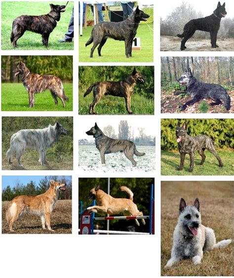 Hi new to this forum - Dutch Shepherd Forum