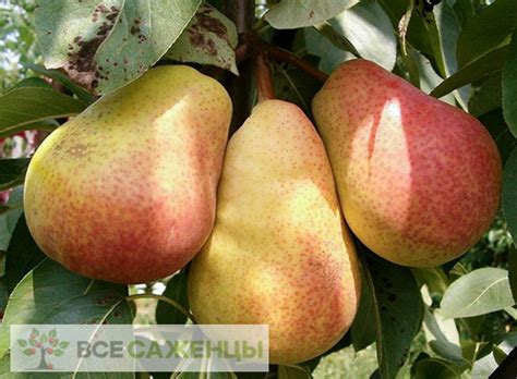 Цена на Груша домашняя Ника - купить саженцы