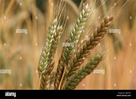 Triticum dicoccon hi-res stock photography and images - Alamy