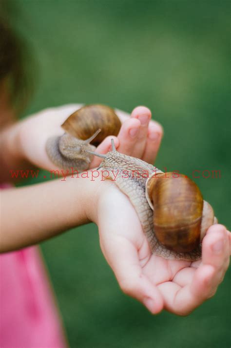 You Keep Garden Snails As Pets - Pet Spare